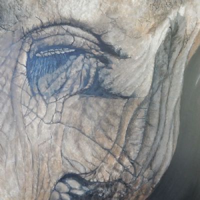 elephant eye